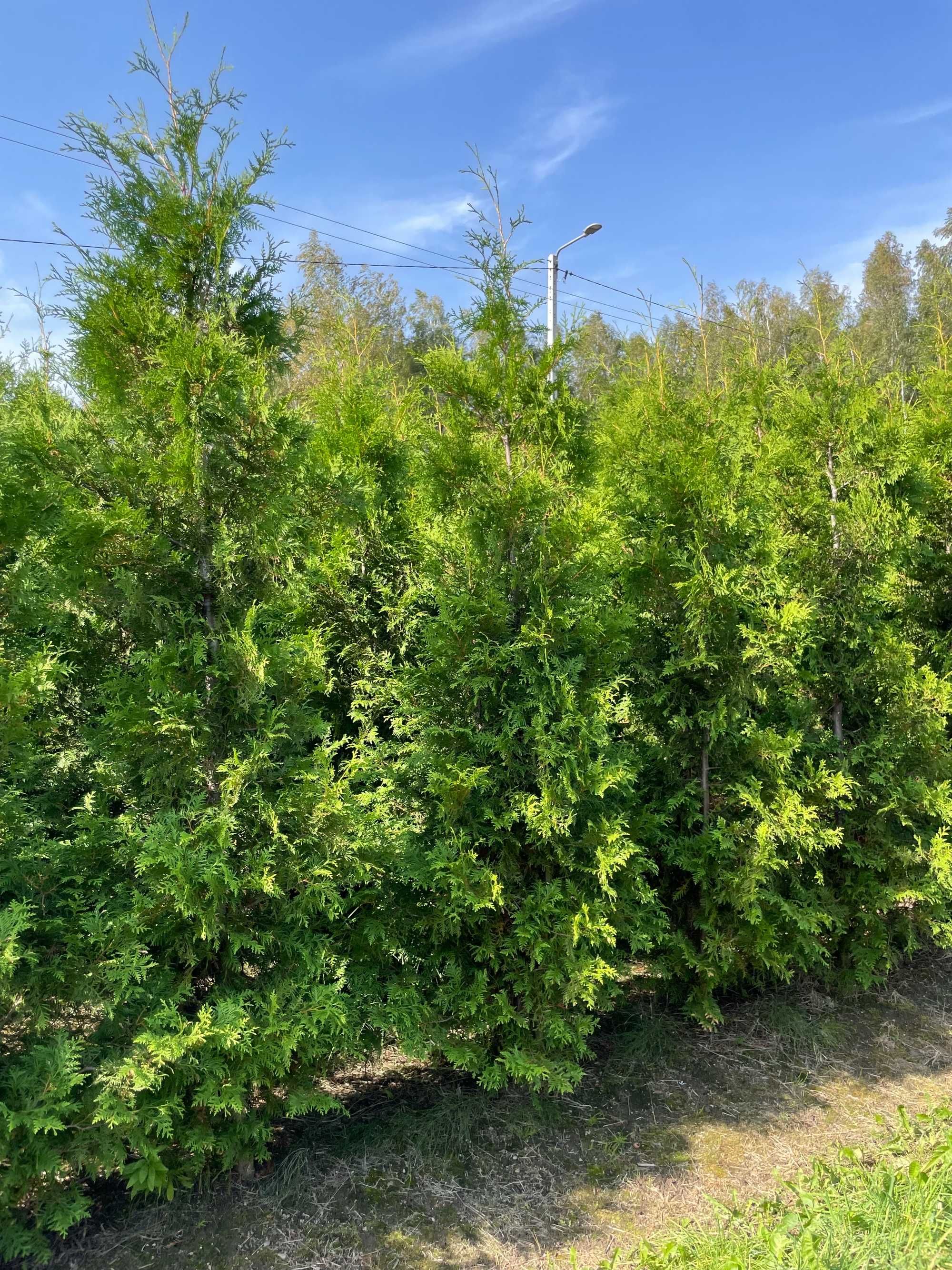 Tuja Szmaragd 250cm PRODUCENT‼️