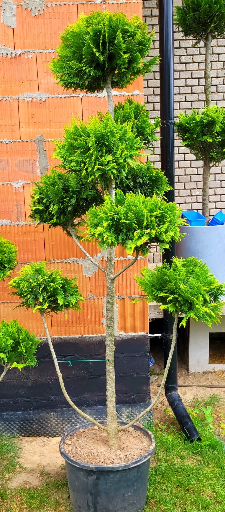 Krzewy ozdobne bonsai wyprzedaż