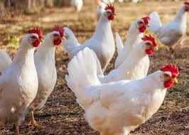 Kury Nioski Rosa Leghorn Messa.Kurki młode z jajkami prosto z FERMY...