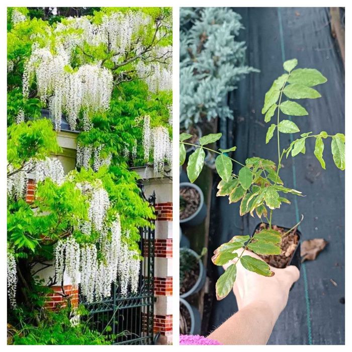 Бобовник (Золотий дощ) - Бересклет - Гліцинія Р9