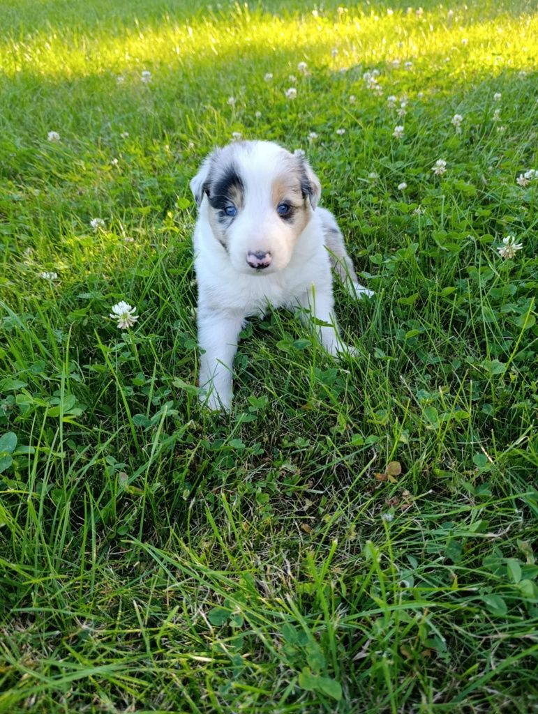 Piesek Border Collie Blue Merle