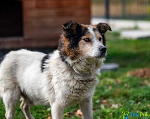 Starszy piesek CHULIGAN szuka nowego domku!
