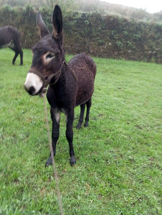 Vendo burro Inteiro
