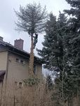 Usługi rębakiem, wycinka drzew, usługi ogrodnicze