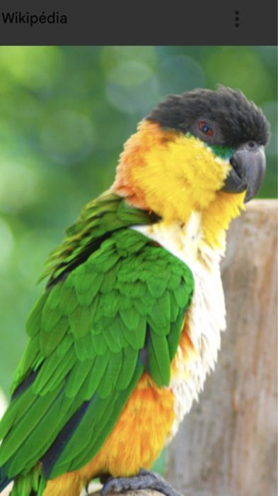 Marianinha- Pionites melanocephalus