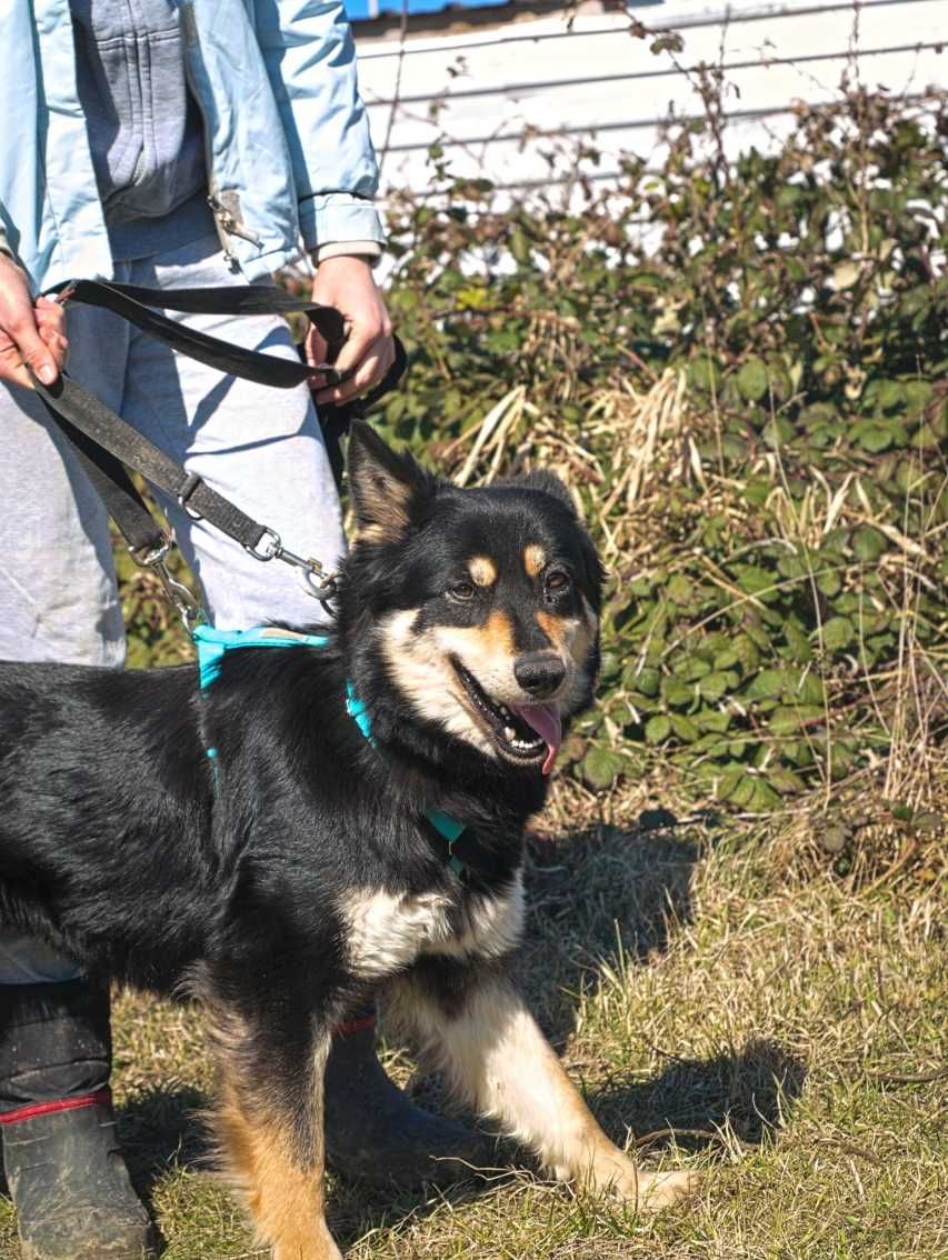 Willow - delikatna psia piękność z utęsknieniem czeka na dom!