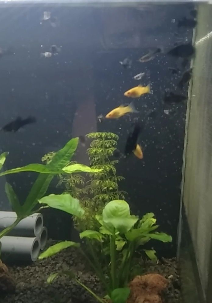 Vendo mollys negras e amarelas