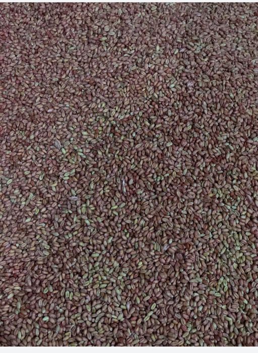 пшениця озима травлена на посів!