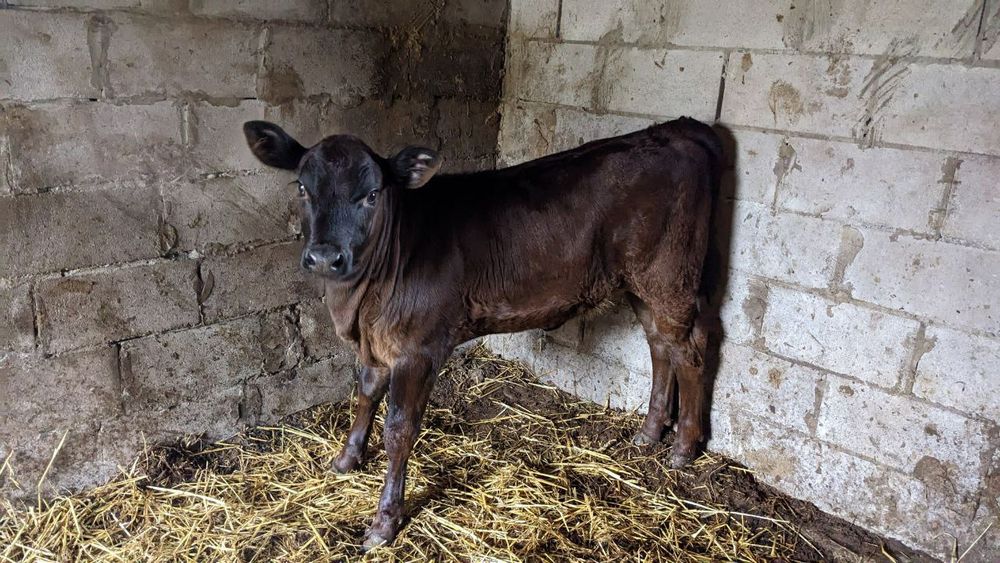 Теличка (2 місяці)