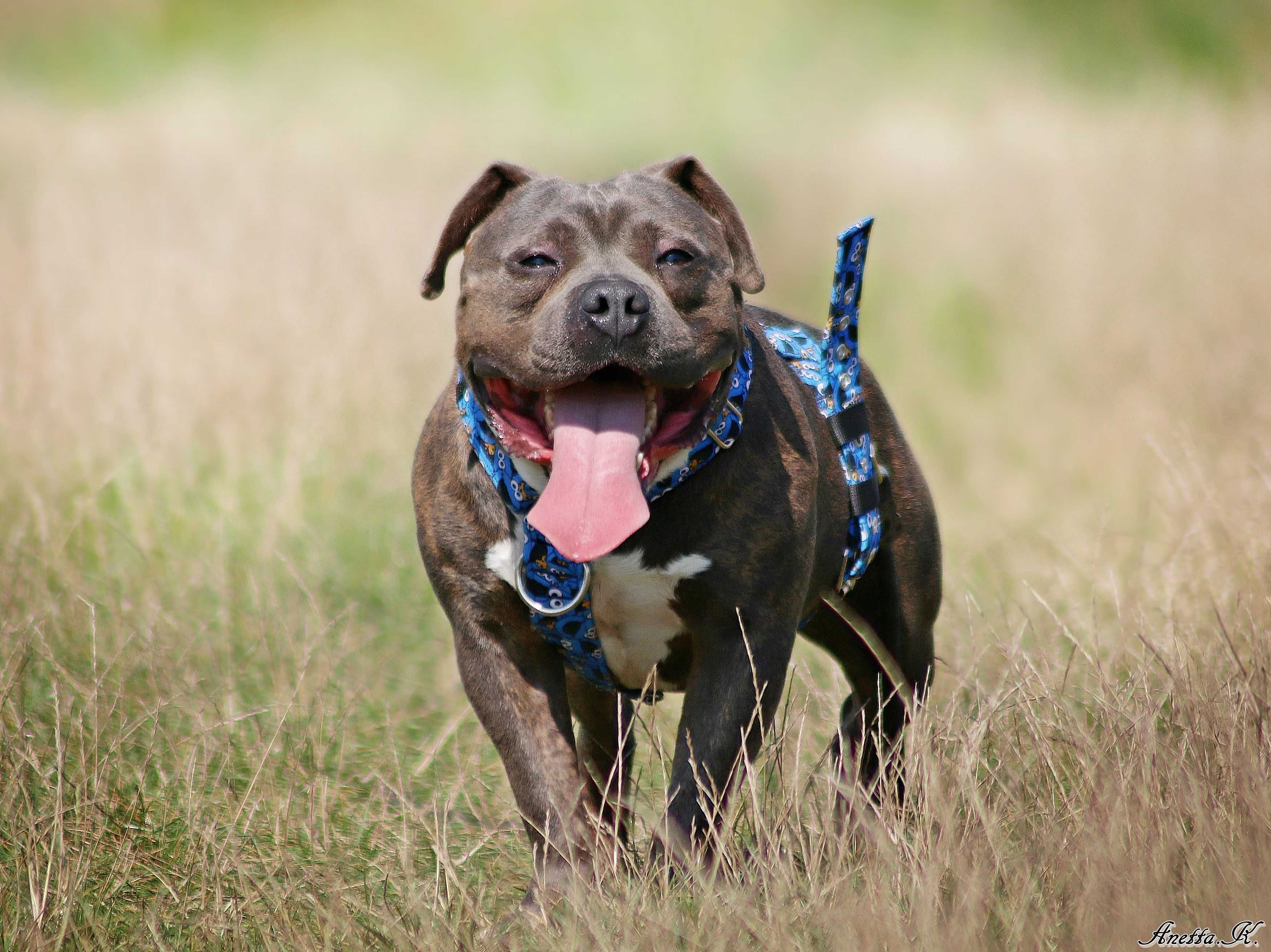 Śliniak w typie American Bully szuka kochającego domu