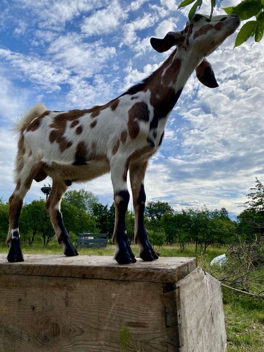 Козлики нубійськи