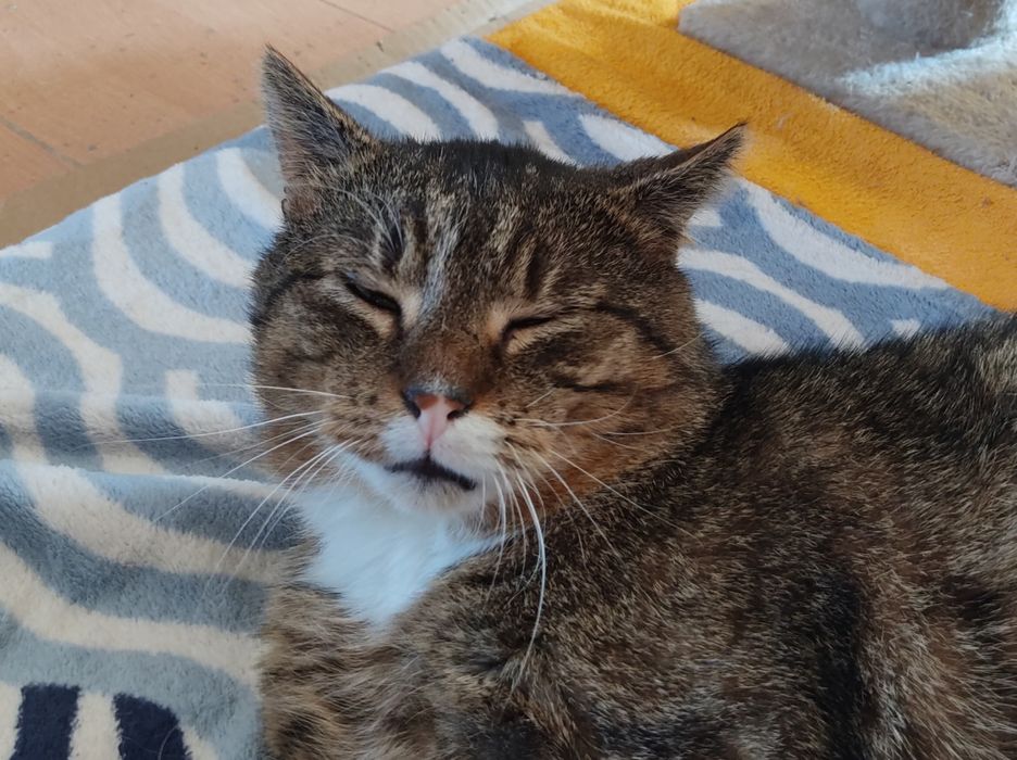 Kot bury miś miły kochany przyjaciel adoptuj