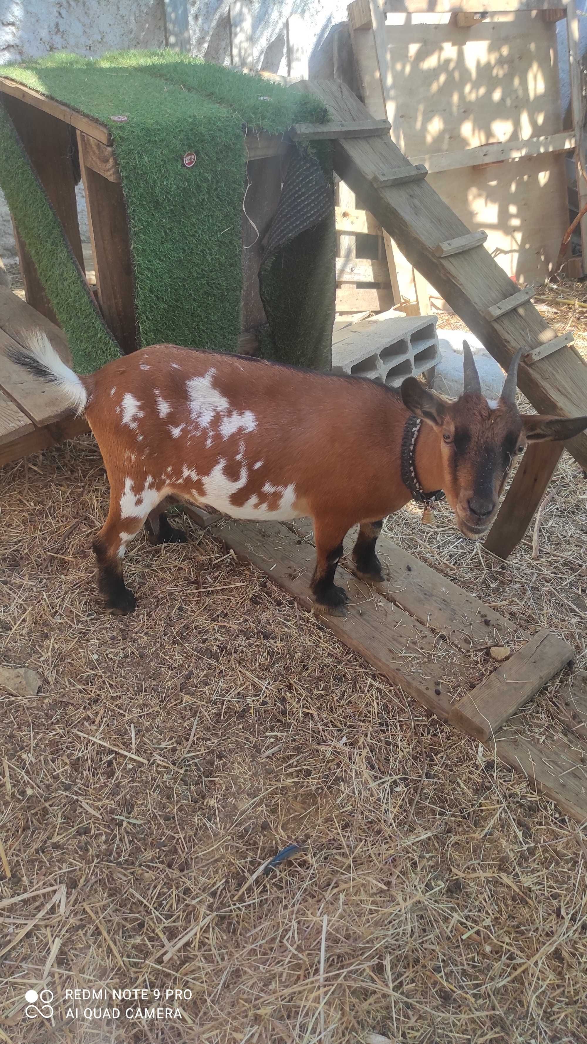 Cabras anãs á procura de um novo lar ( mãe, filho e filha