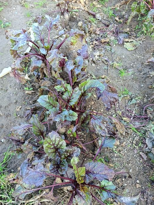 Buraki czerwone ekologiczne 10 kg
