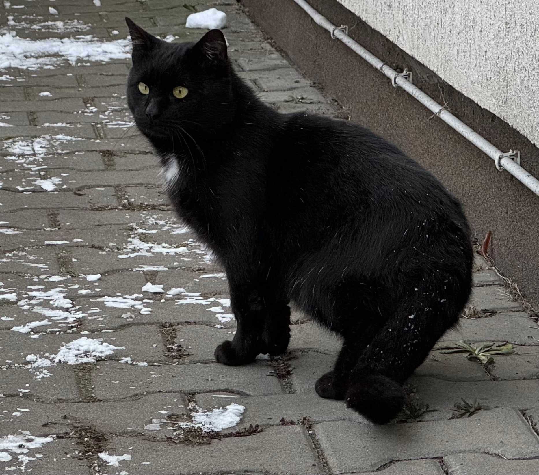 Kocurek kochany adopcja schronisko kot wykastrowany