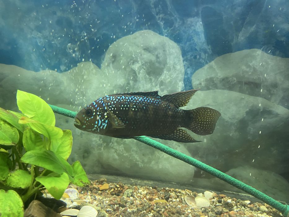 Продам Астронотус