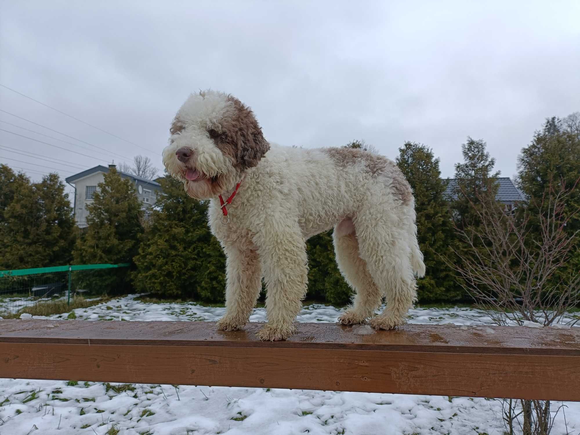 Lagotto Romagnolo, Pies