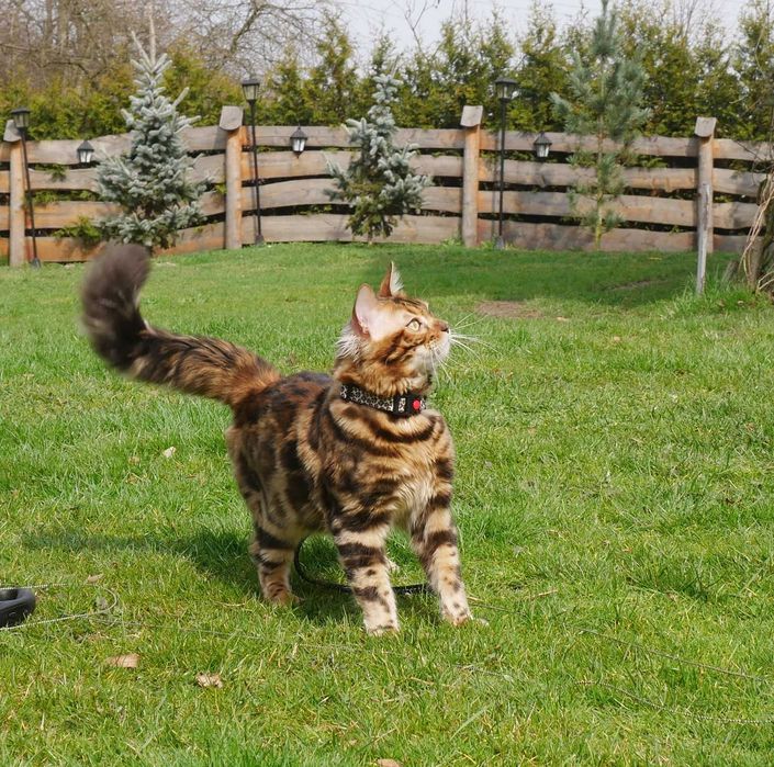 Jerry - kocurek bengalski dlugowlosy