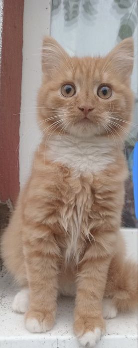 Риже щастя котик