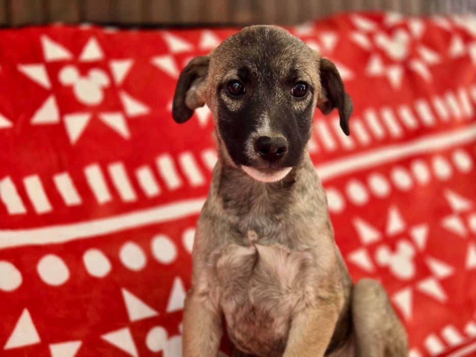 KRISTIANO  4 mies. szczeniak do adopcji. Uratowany w Bułgarii