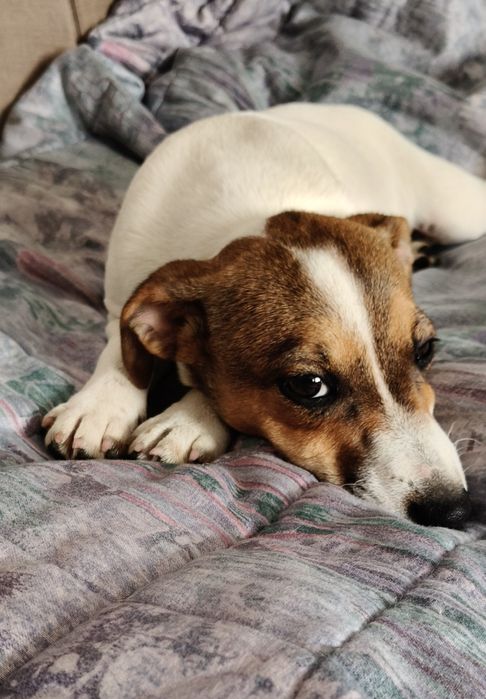 Suczka Jack Russell Terrier  ur  . 01.07.2025