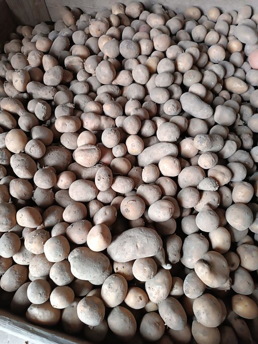 Sprzedam marchew ziemniaki