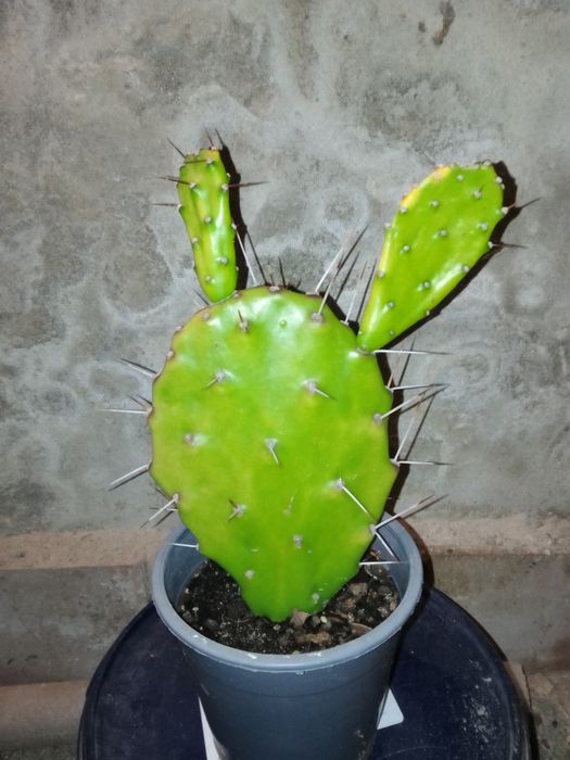 Кактус Опунція Моноканта