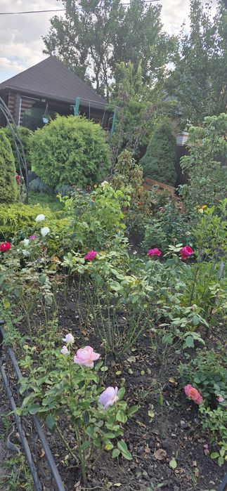 Продам шикарну дачу в якій можна жити поруч блакитні озера