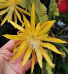 Epiphyllum Fruhlingsgold orchid kaktus.