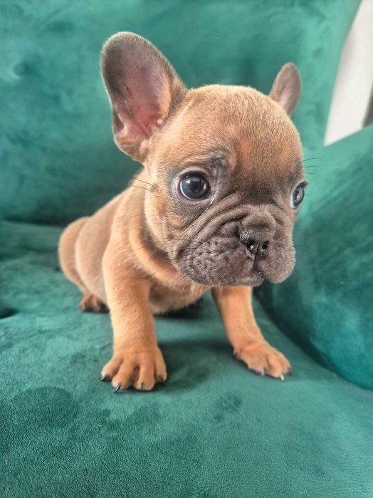 Buldog francuski sable piesek