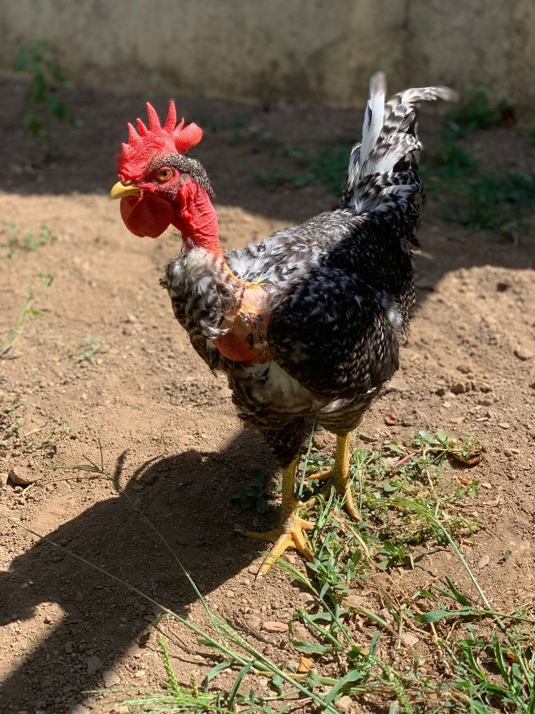 Galo predês pescoço careca