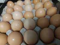 домашні яйця курячі 35 грн/10 шт