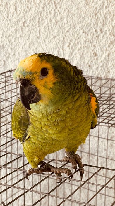 Papagaio aestiva fêmea sexada