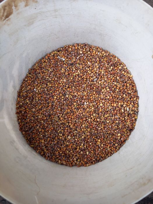 Sorgo odmiana aisberg