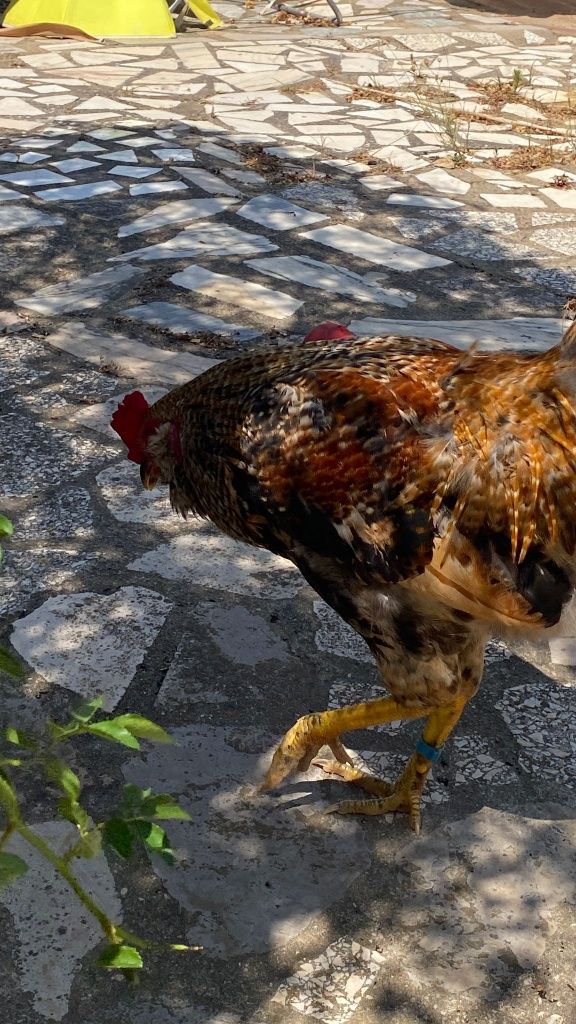 Galo de ovos azuis
