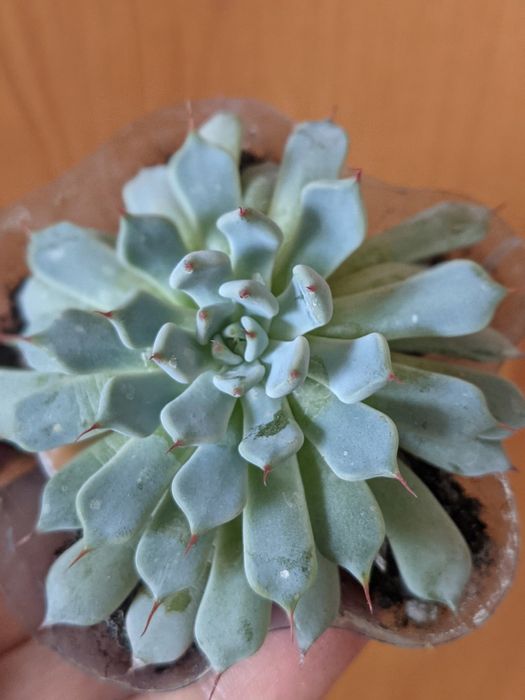 Сукуленти кімнатні