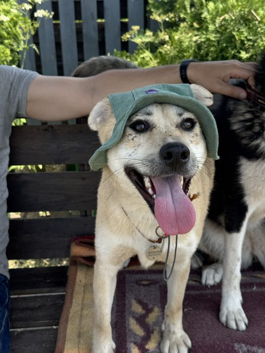Біла собака дівчинка маруся безкоштовно