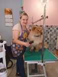 Groomer, psi fryzjer, pielęgnacja psów