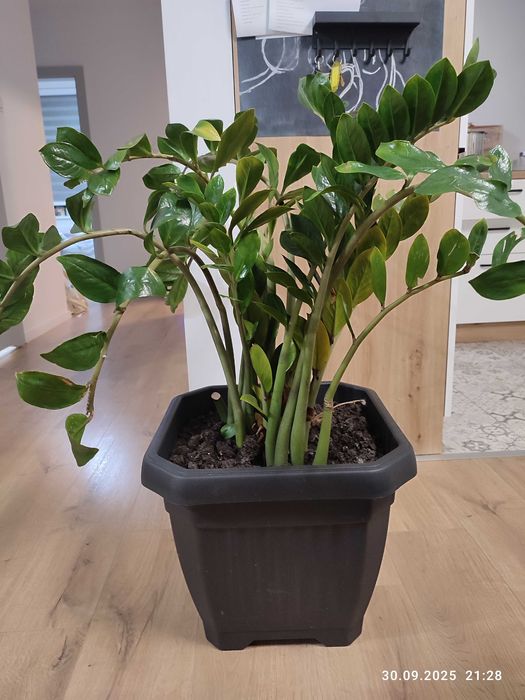 Zamia zdrowa kwiat