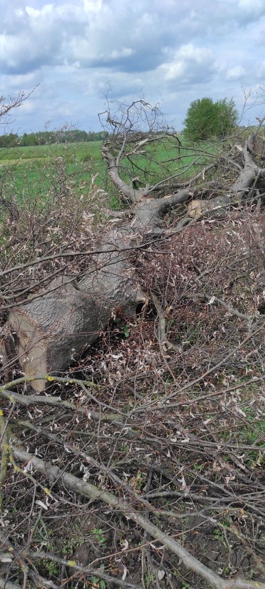 Lipa Drzewo Lipowe Kłoda Klocki Pień Drewno na Rzeźbę Meble Opał.