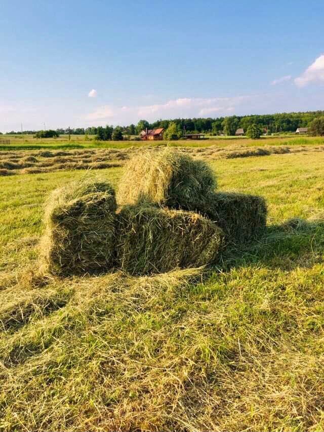 Siano (oraz słoma owsiana, pszenna) | ekologiczne w kostkach | 2023