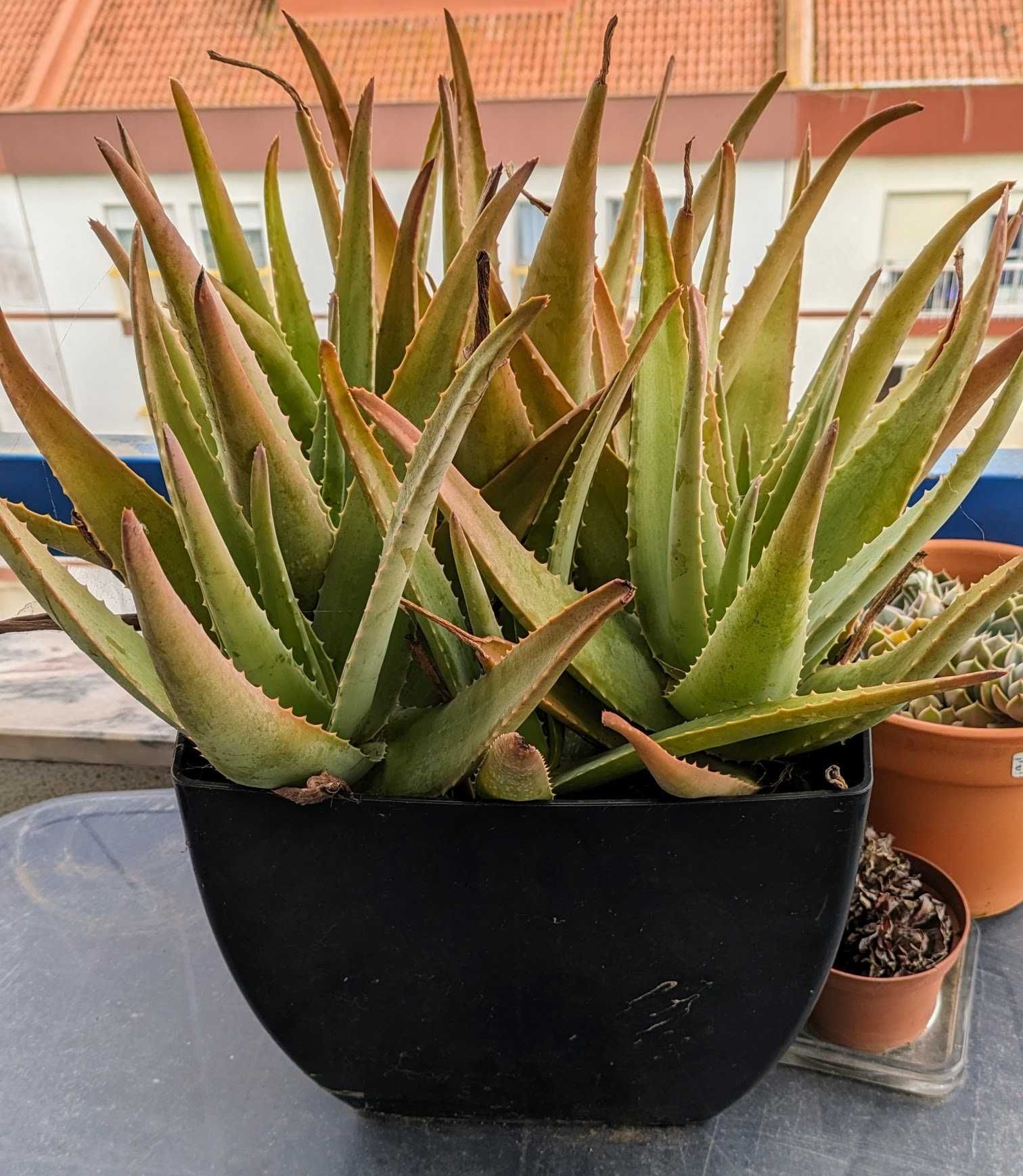 Planta Aloe Vera Barbadensis em saco ou vaso