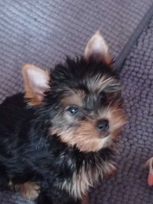 Mały  ,czarny Dodo ,  szczeniaczek Yorkshire   gotowy do zmiany domku