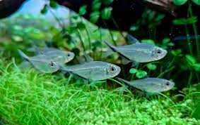 Tetra Costae (Moenkhausia costae). Cetarius