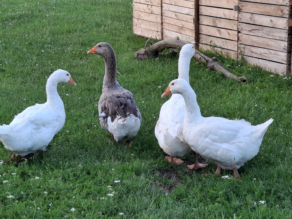 Sprzedam 2x gęś 1 gąsior