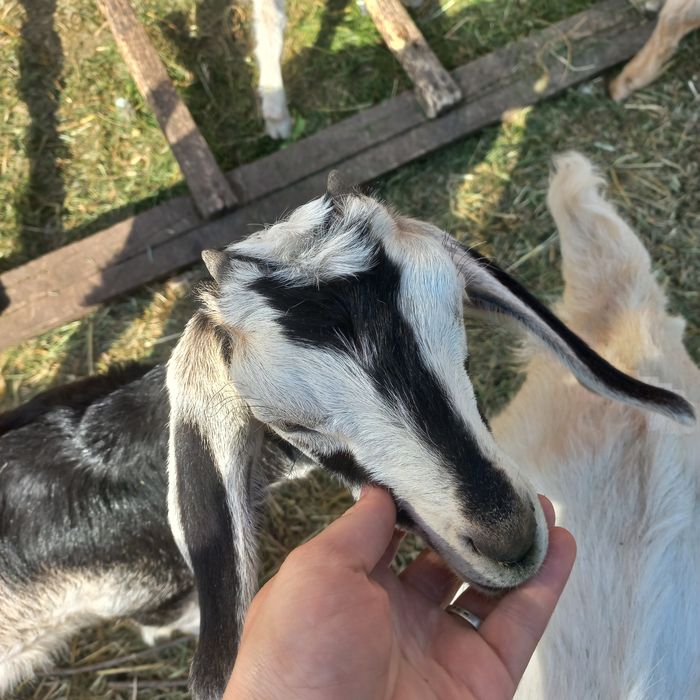 Шукають домівку англонубійські кози , козенята та цапи