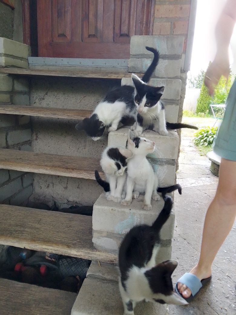 Отдам в хорошие руки