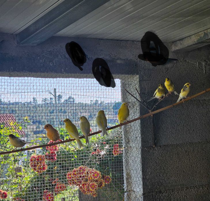 Cedo canários de 2024