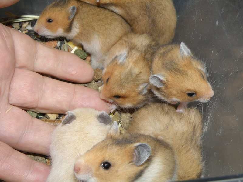 Chomiki syryjskie z 10.11.2025r - Wrocław