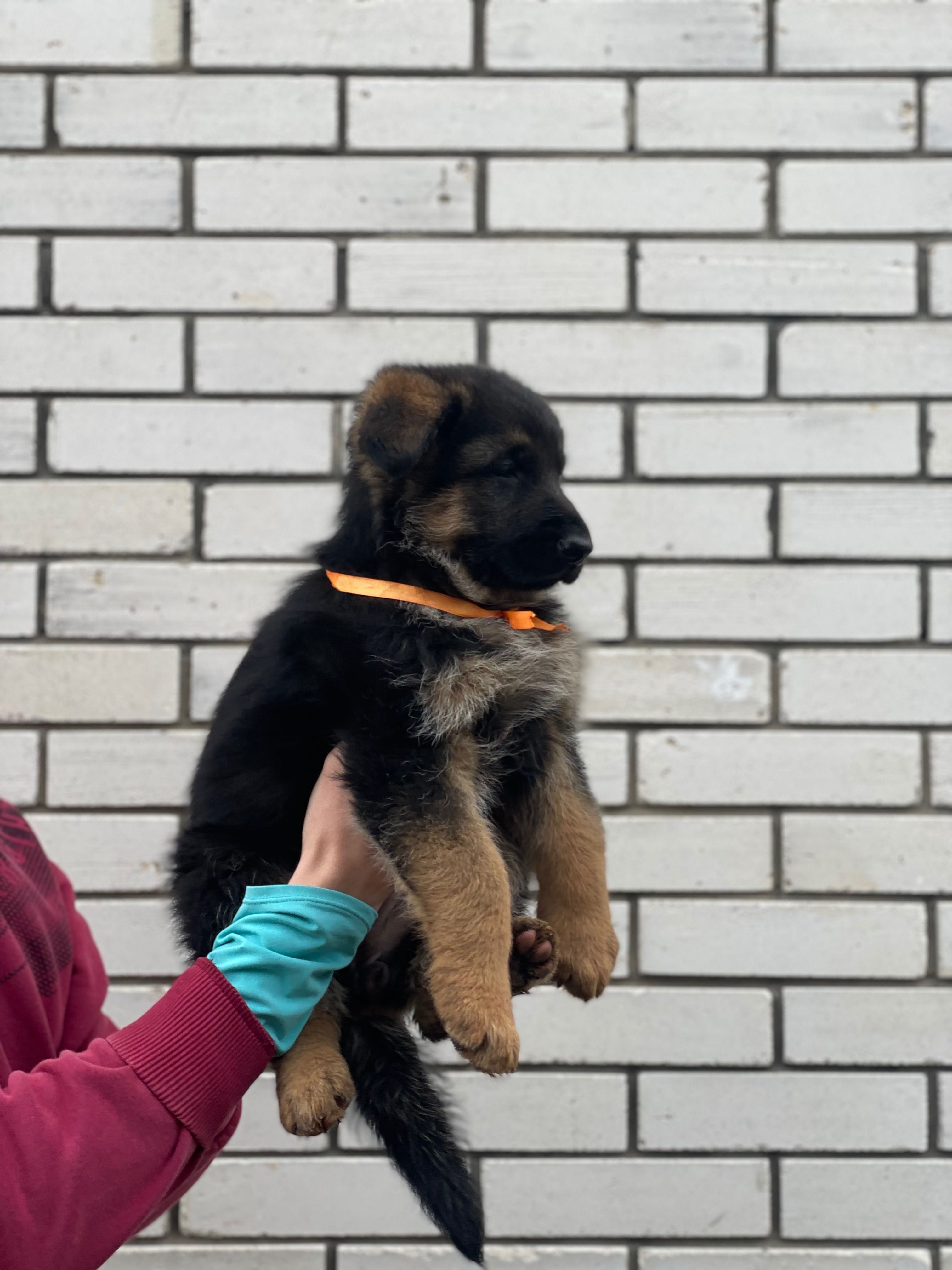 Цуценята німецької вівчарки